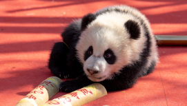 5e890e2f7e1d4aeaa8eef8abf6ee4a0b (1).jpg